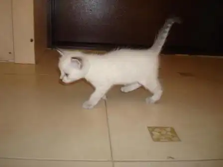 Маленькие детки ищут замечательных хозяев!