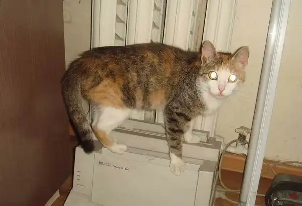 молодая кошка в заботливые руки!