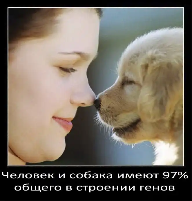 Интересные факты о собаках