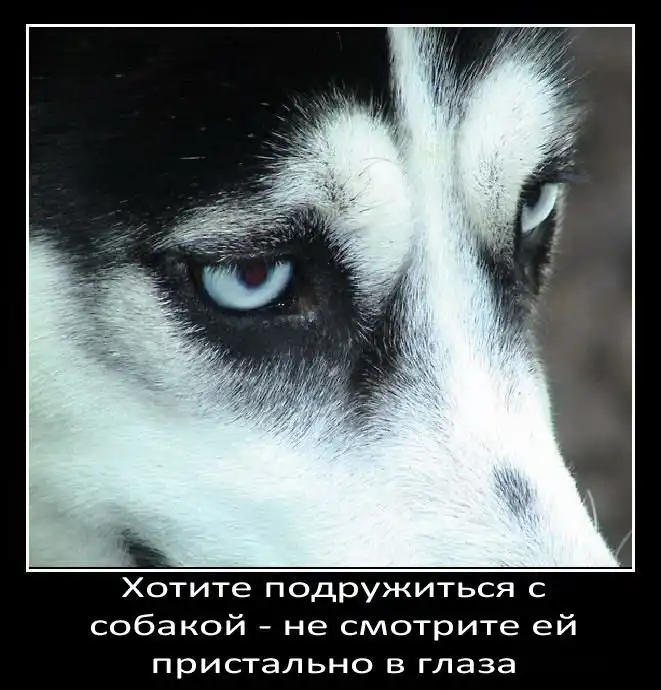 Интересные факты о собаках