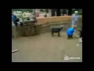 Козлиный беспредел