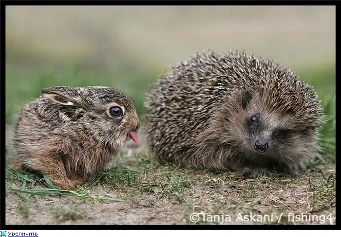 Tanja Askani. Живая природа