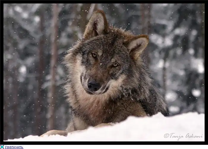 Tanja Askani. Живая природа