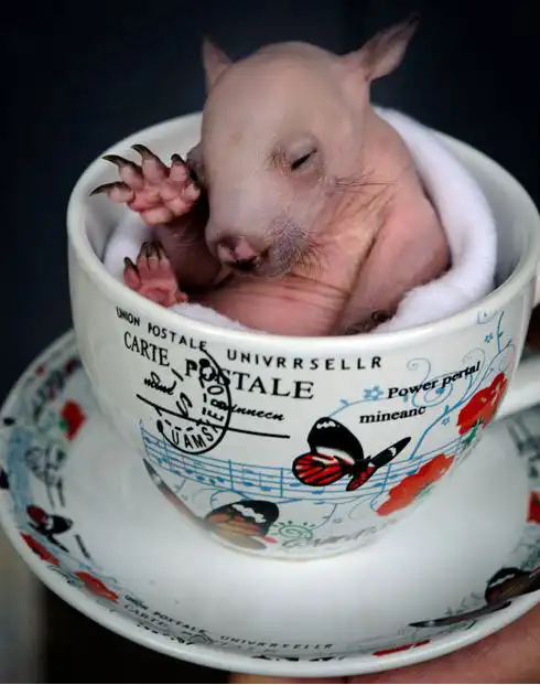 Самые забавные животные 2011