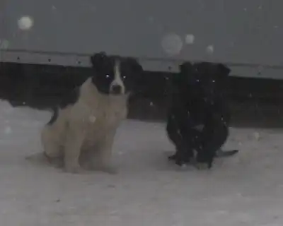 Красивые щенята очень-очень ждут хозяина!