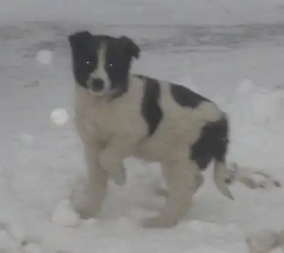 Красивые щенята очень-очень ждут хозяина!