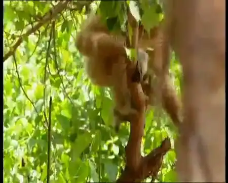 Problem﻿ Tigers? (с)