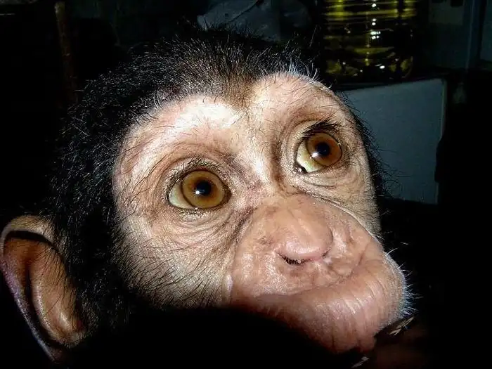 Мастиф усыновил шимпанзе