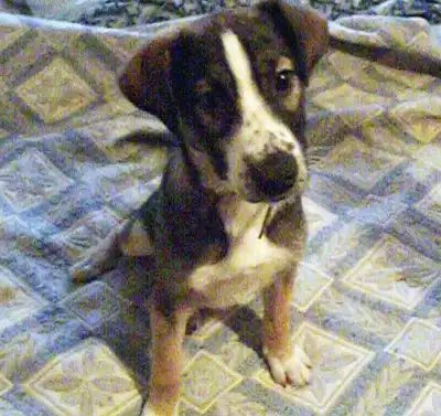 Буча. Красивый щенок-девочка.