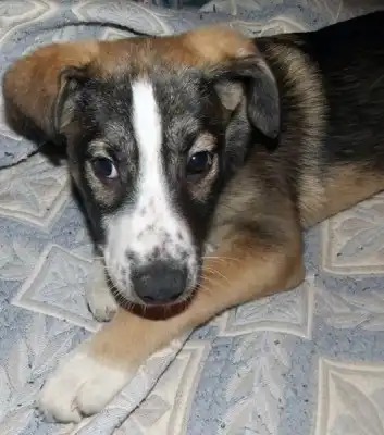 Буча. Красивый щенок-девочка.