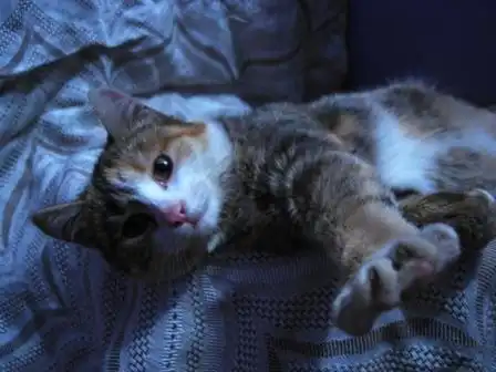 Умненькая и бесхлопотная красотка..!