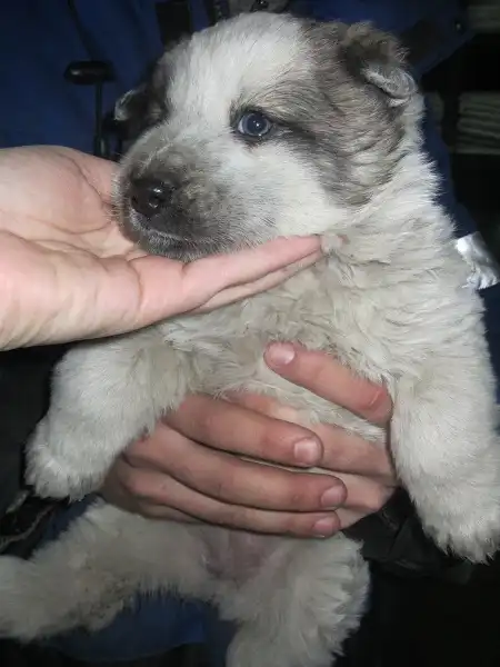 Отдам в хорошие руки щенка мальчика