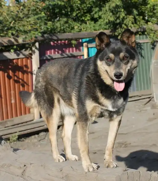 Отдам в хорошие руки собака Доня