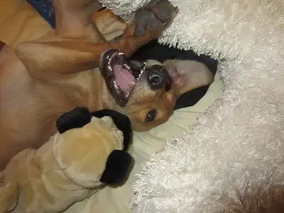 Отдам в хорошие руки щенка Рэмку