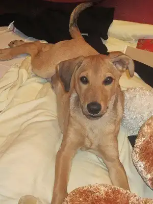 Отдам в хорошие руки щенка Рэмку