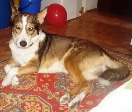 Пропал пес - худая бело-коричневая лайка