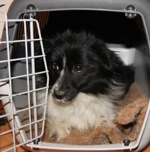 Утром 17.01.12 найдена собачка маленькая черно-белая (пол?)