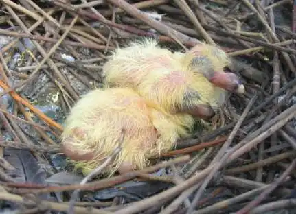 Как выглядят птенцы голубя?