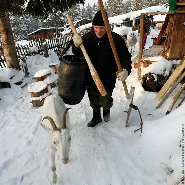 Сельские будни.