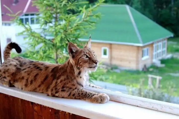 Домашний зоопарк