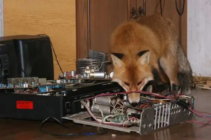 Домашний зоопарк