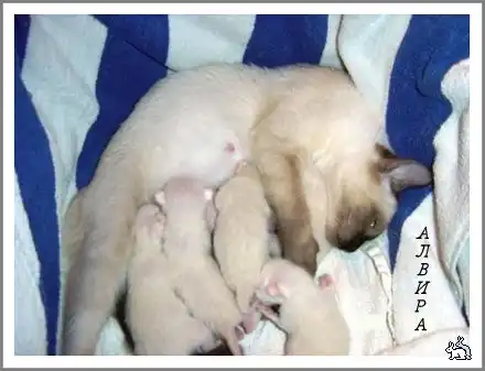 Коты и сиськи.