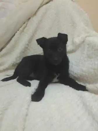 Срочно ищет хозяина!