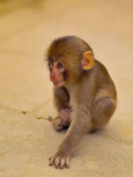 Милые и забавные зверушки