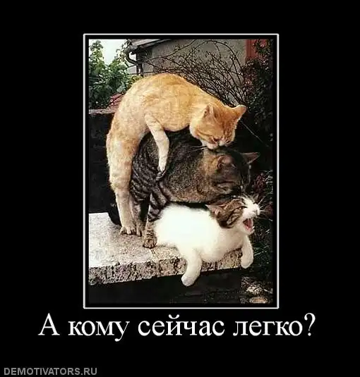 котэ