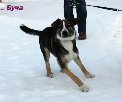 Буча. Красивый щенок-девочка, 4 мес. ВИДЕО