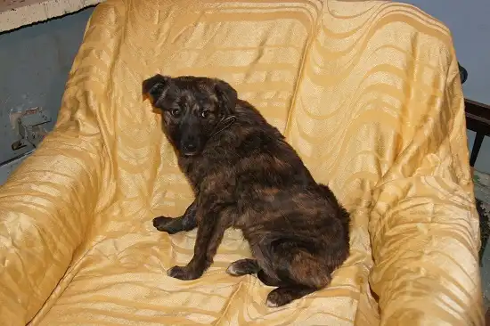 Отдам в хорошие руки тигровую девочку