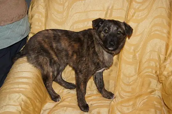 Отдам в хорошие руки тигровую девочку