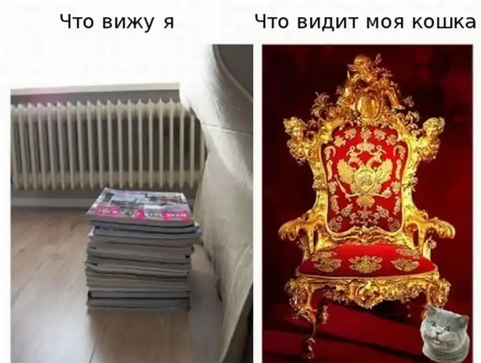 Как видит мир кошка