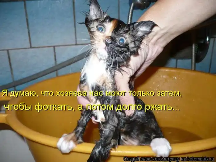 Лучшие котоматрицы недели