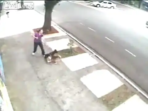 Собаки атакуют