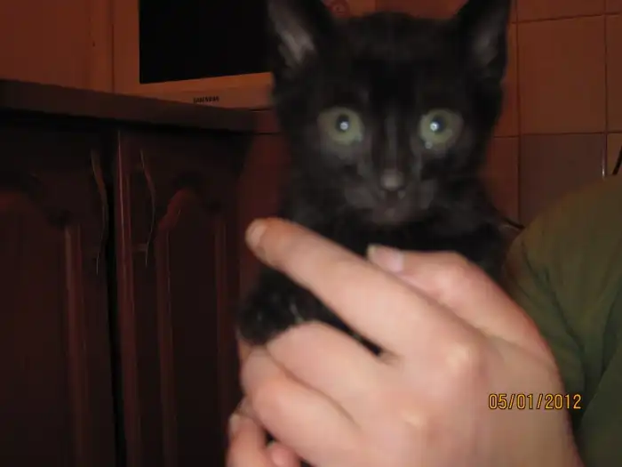 Отдам котят в хорошие руки