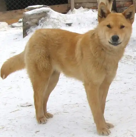 Отдам в хорошие руки собака Хася