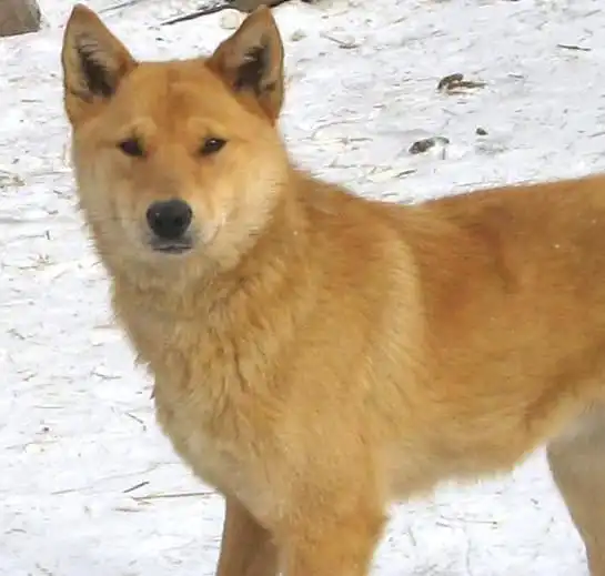 Отдам в хорошие руки собака Хася