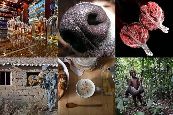 10 фактов о запахах