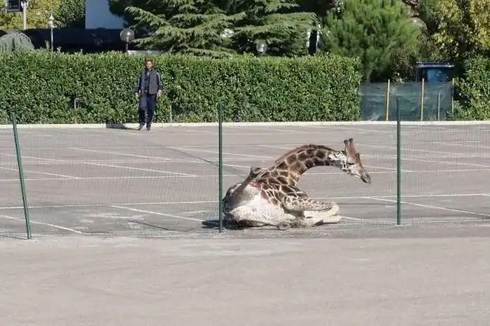 Побег жирафа в Италии