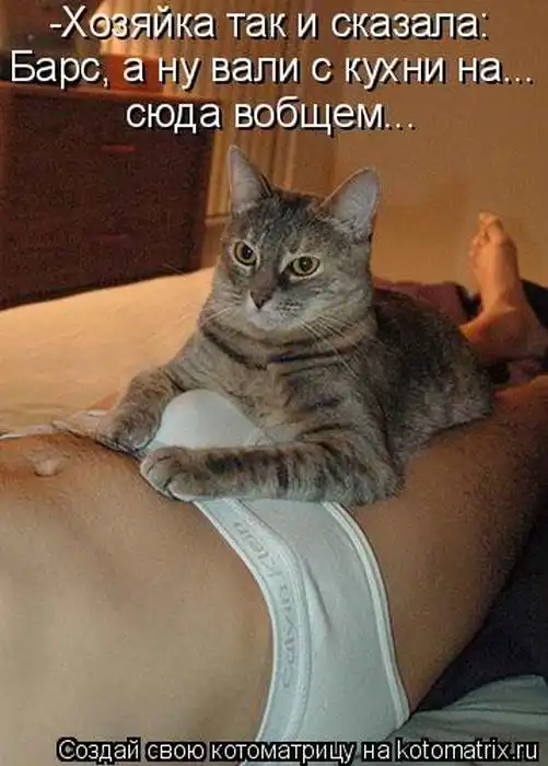 Лучшие котоматрицы недели