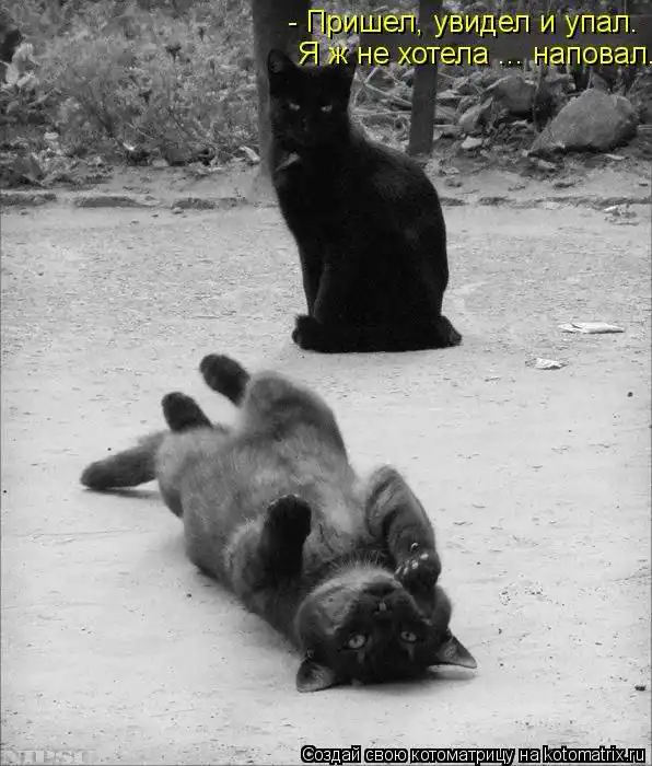 Лучшие котоматрицы недели