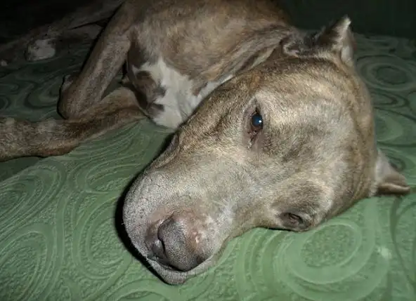 Найден пёс, похож на амстаффа, кобель.