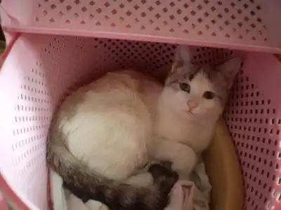 Кошка-капучинка