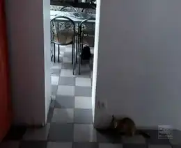 Коты и деньги