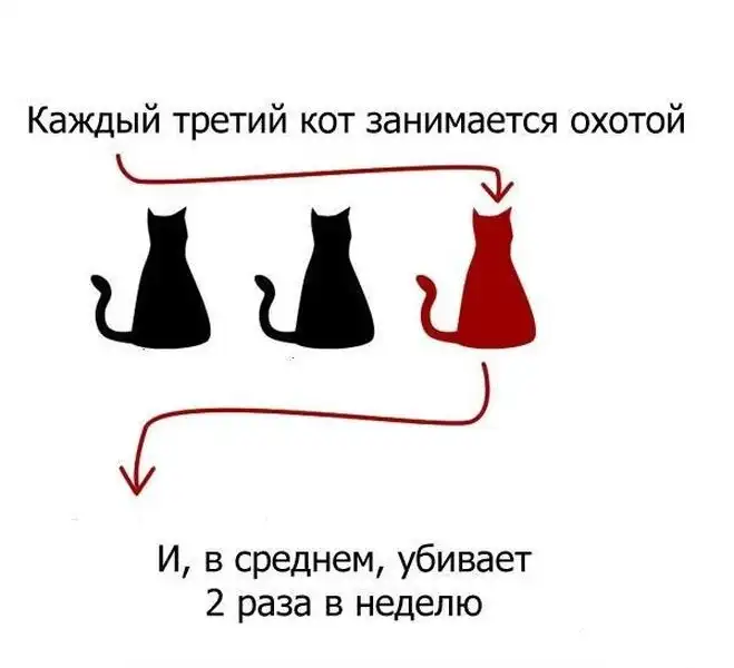 А что вы знаете про своего кота?