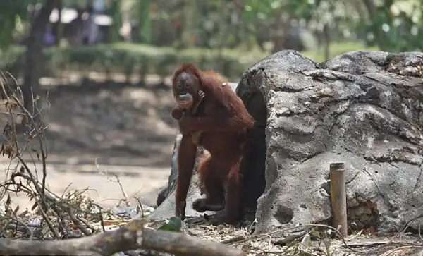 Достижение Тори