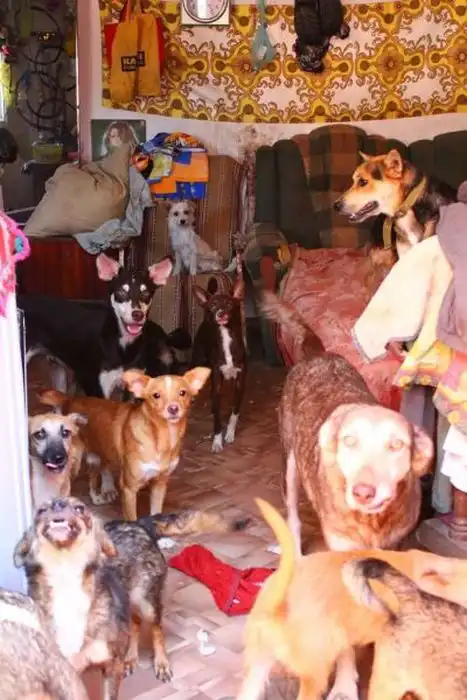 Излишняя любовь к животным