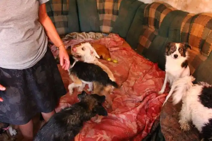 Излишняя любовь к животным