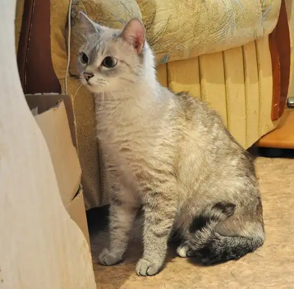 Кошечка в поиска нового дома.